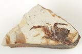 Partial, Miocene Pea Crab (Pinnixa) Fossil - California #205080-1